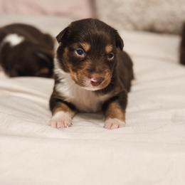 Timber AKC - Red tri-color male Australian Shepherd puppy in Polk City, Florida from Skaky Shepherds