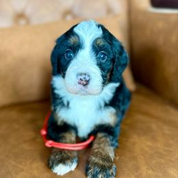 Cleo - Tri-color female Bernedoodle puppy in Midland, Texas from Southern Oak Breeders LLC