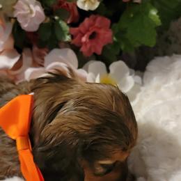Dachshund Puppies from CLARK'S BREEDING PROGRAM