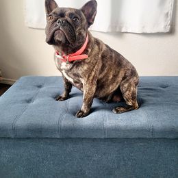 Heidi - French Bulldog