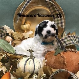 Havanese Puppies from Homeward Havanese, LLC