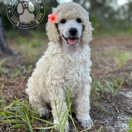 Astra - Cream female Poodle puppy in Spring Hills, Florida from The Olympus Standard Poodle
