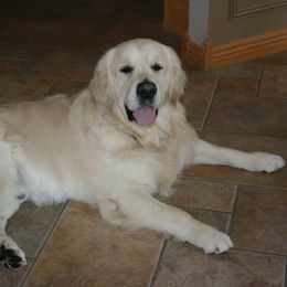 Konnar - Golden Retriever