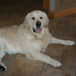 Konnar - Golden Retriever