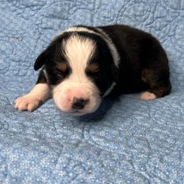 Zephyr - Black tri-color male Australian Shepherd puppy in Olivehurst, California from Double M Aussies