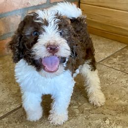 Amaretto - Brown and white male Bernedoodle puppy in Douglas, Arizona from Starry-Eyed Mini Aussies with Tails