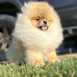 Achilles - Pomeranian
