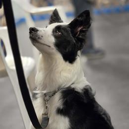 Teine - Black and white male Border Collie puppy in Chicora, Pennsylvania from Riverwood
