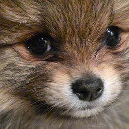Pudding - Red sable female Pomeranian puppy in El Centro, California from BabyBooPoms