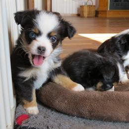 Daisey - Black tri female Miniature Australian Shepherd puppy in Osceola Mills, Pennsylvania from Grace River Aussies