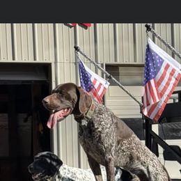 Echo - German Shorthaired Pointer