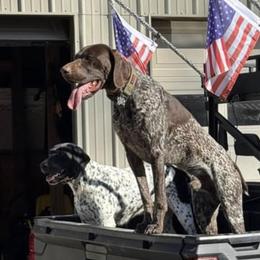 Echo - German Shorthaired Pointer