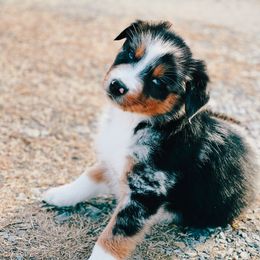 Australian Shepherd, Miniature American Shepherd, and Toy Australian Shepherd Puppies from Blue’s Family Aussies