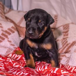 Green Boy - Black and rust male Doberman Pinscher puppy in Shelby, North Carolina from IronBee Dobermans