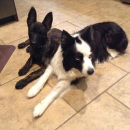 Border Collie and Dutch Shepherd Puppies from Brigadoon Border Collies