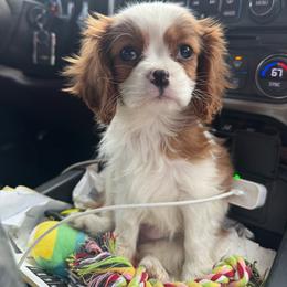 Ballerina - Blenheim female Cavalier King Charles Spaniel puppy in Northport, Alabama from Alex Camp