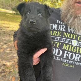 Red collar girl - Black female German Shepherd puppy in Lake City, Florida from Saylor Shepherds
