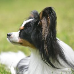 Bella - Papillon