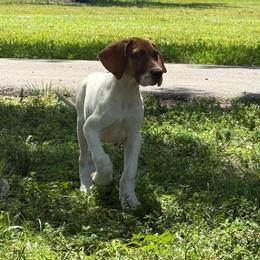 Patriot - Fawn female Great Dane puppy in Florida from Beachside Kennels