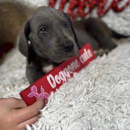 Ghost - Black and white male Great Dane puppy in Wimberley, Texas from Heart of Texas Great Danes