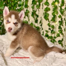Siberian Husky Puppies from Nova’s Puppy Haven