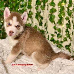 Siberian Husky Puppies from Nova’s Puppy Haven