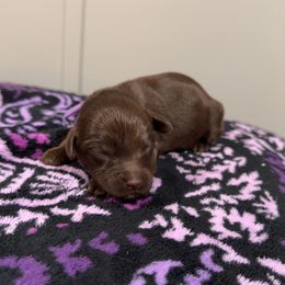 Puppy Purple - Chocolate female Australian Labradoodle puppy in Oxford, Mississippi from Stony Brook Australian Labradoodles