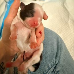 Boy 1 - Liver and white male Shih Tzu puppy in Ocean Springs, Mississippi from Wood Foo Breeders