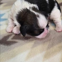 Aster - Black and white male Shih Tzu puppy in North Carolina from WillowCreek Mountain View Shih Tzu
