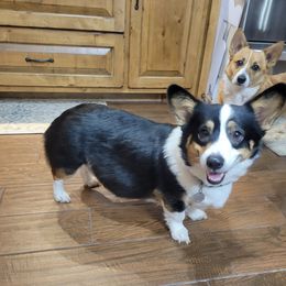 Whiskey - Pembroke Welsh Corgi