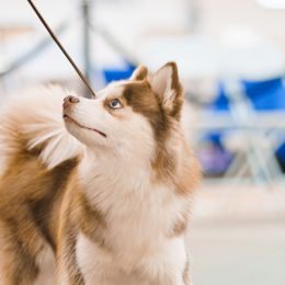 Barry - Pomsky