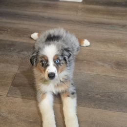 Big and bold - Blue merle male Australian Shepherd puppy in Cool, California from Foothill Aussies