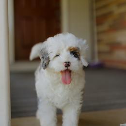 Ralphie - Blue merle male Bernedoodle puppy in Dalton, Ohio from Haven Doodles