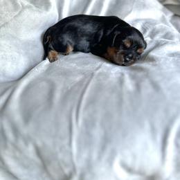 Cavalier King Charles Spaniel Puppies from Team Turner Cavalier King Charles Spaniels