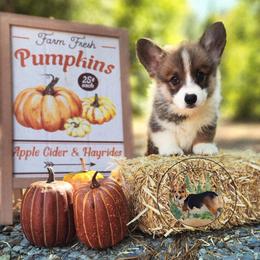 Bacon - Red male Pembroke Welsh Corgi puppy in Cameron, North Carolina from Butts Family Corgis
