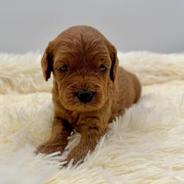 Cookie - Red female Cavapoo puppy in La Vernia, Texas from Texas Teddy Bears