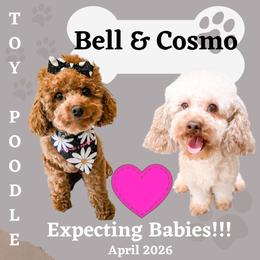 Poodle puppies from Toy Poodle & Maltipoo Maui
