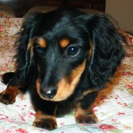 Dachshund Puppies from Dandydox Dachshunds