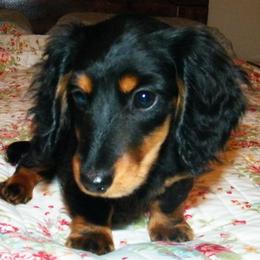Dachshund Puppies from Dandydox Dachshunds