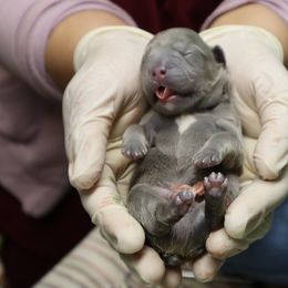 French Bulldog Puppies from Floofie Frenchies