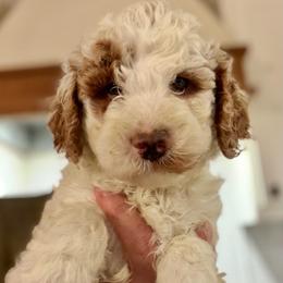 Orange collar - Parti male Goldendoodle puppy in Vian, Oklahoma from Dog Days Doodles