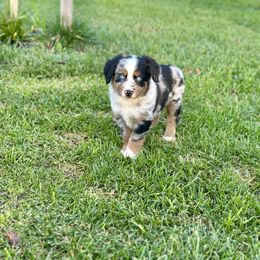 Gummy Bear - Blue merle male Miniature Australian Shepherd puppy in Lincoln, California from Country Dreams Mini Aussies