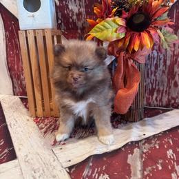Kena - Chocolate female Pomsky puppy in Bucyrus, Missouri from Hill Top Pomskies