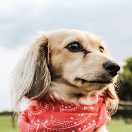 Dachshunds from Twisted Rose Mini Doxies