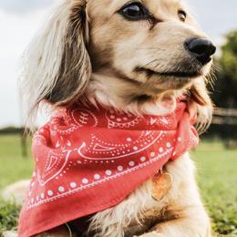 Dachshunds from Twisted Rose Mini Doxies