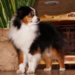 Turbo - Miniature Australian Shepherd