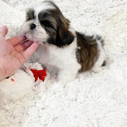 AKC Boston - Tricolor male Shih Tzu puppy in Greenville, South Carolina from Babyface Shih Tzu