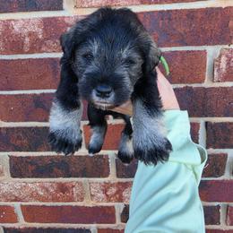 Everest - Salt and pepper male Miniature Schnauzer puppy in Piedmont, Oklahoma from J&K's Miniature Schnauzers