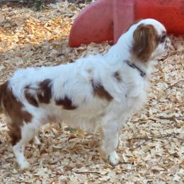 English Toy Spaniel puppies from NyaStar