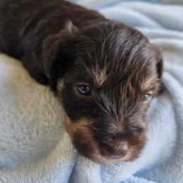 Katarina - Liver female Miniature Schnauzer puppy in Crosby, Texas from Raisin' the Woof Schnauzers